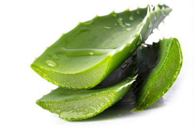 Aloe Vera Biljka